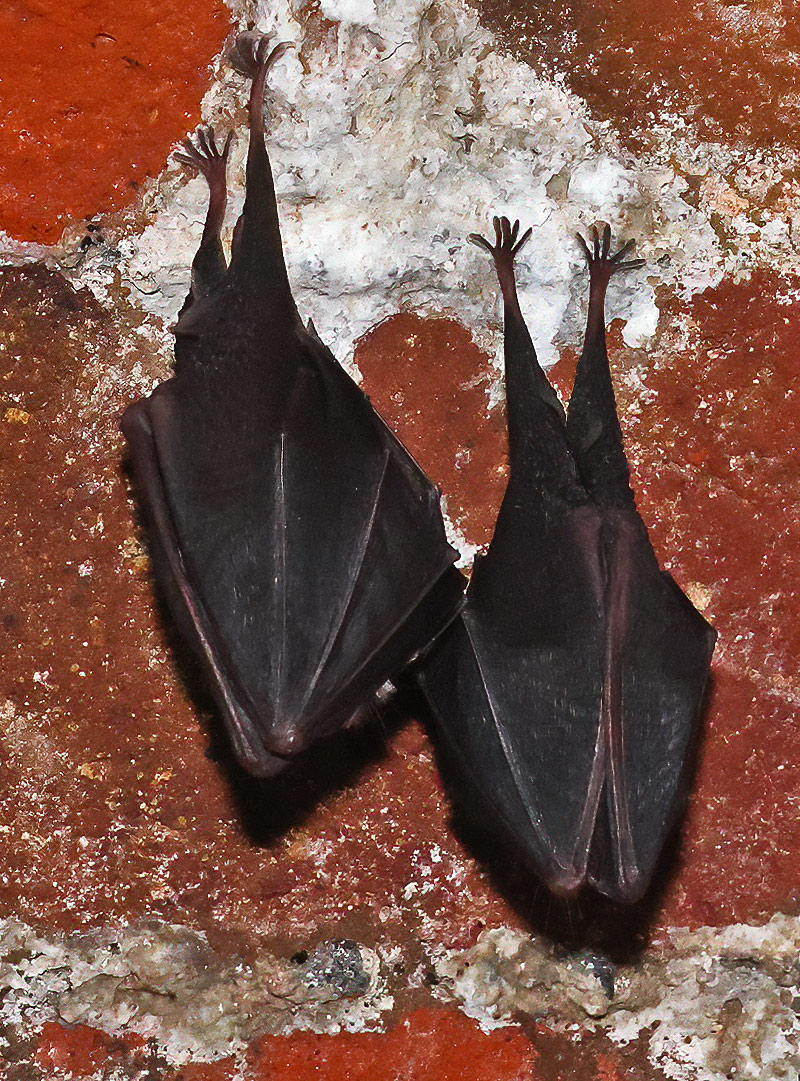 Lesser horseshoe bats